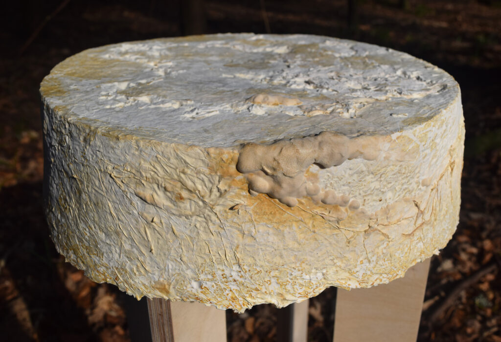 Stool made from wood and mycelium, situated in a woodland setting